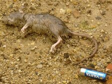 Rat des villes victime de son pacemaker