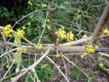 Chimonanthe odorant 