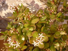Arbre de Jade