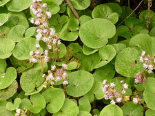 Centella asiatica (sous réserve)