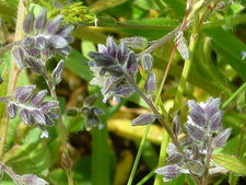 Odontite tardif (Euphraise rouge)