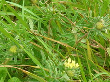 Anthyllide vulnéraire