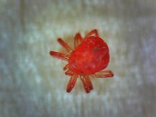 Le Trombidion soyeux