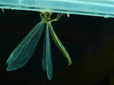 Un Myrméléontidé (1)