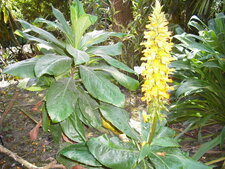 Isoplexis sceptrum Steud.