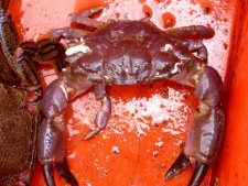 Crabe japonais en colère