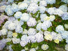 Hortensia
