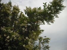 Troène commun