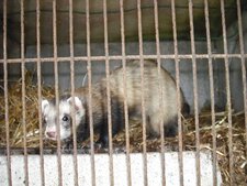 Furet
