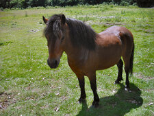 Poney