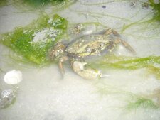 Crabe vert