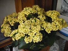 kalanchoe jaune