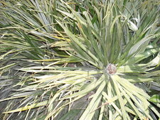 Fascicularia pitcairniifolia