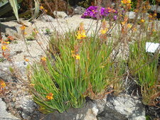 Bulbine frutescens