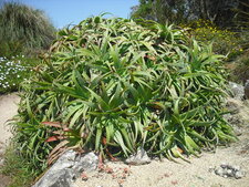 Aloé arborescens