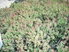 Crassula 