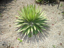 Agave filifera