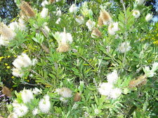 Callistémon citrinus alba