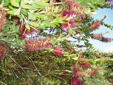 Callistemon spéciosus