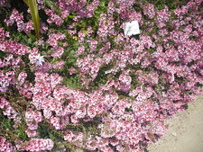 Diascia rigescens