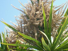 Cordyline australis