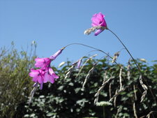 Dierama pulcherrinium