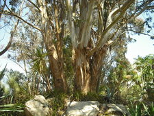 Eucalyptus nitens