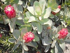 Protéa grandiceps