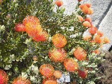 Leucospermum caroline
