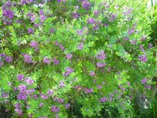 Polygala myrtifolia