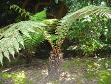 Dicksonia antartica