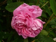 Rose "Gertrude Jekyll" (sous réserve)
