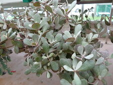 Kalanchoé punila