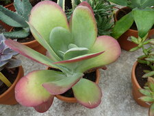 Kalanchoé thyrsiflora
