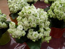 Kalanchoé double