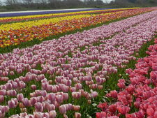 Tulipes horticoles