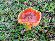 Russule dorée (sous réserve)