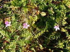 Erodium bec de grue