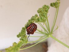 Punaise arlequin - Graphosoma italicum