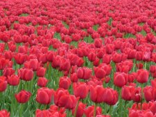Reproduction industrielle de la tulipe