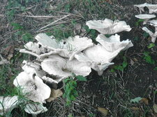 Lactaire renversé (sous réserve)