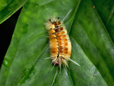 Chenille poilue