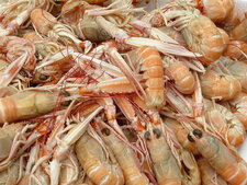 Langoustines