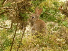 Lapin de garenne