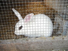 Blanc de Hotot