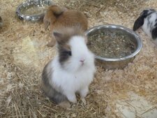Lapin nain angora