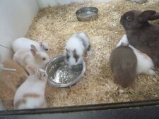 Lapin nain 