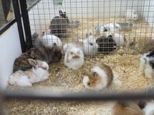 Lapin nain angora
