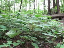 Laportea canadensis
