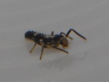 Larve de Propylea 14-punctatta